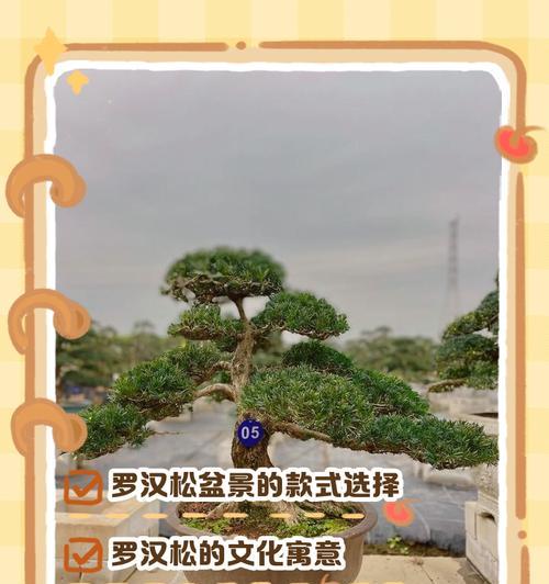 矮化罗汉松的有效方法是什么？