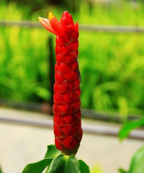 热带花品种有哪些？如何在家中种植热带花品种？