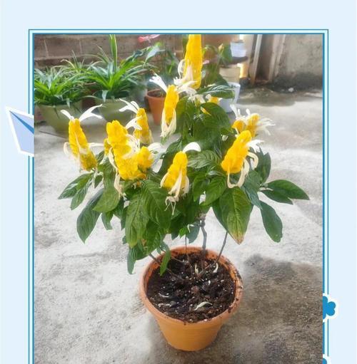 热带花品种有哪些？如何在家中种植热带花品种？