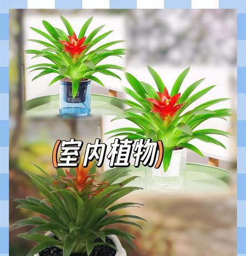 鸿运当头的养殖技巧和要点？