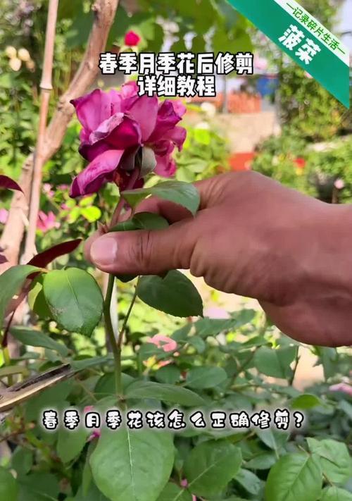 月季花开花后修剪的最佳时间是什么时候？如何修剪？
