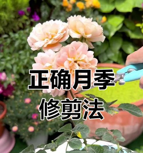 月季花开花后修剪的最佳时间是什么时候？如何修剪？