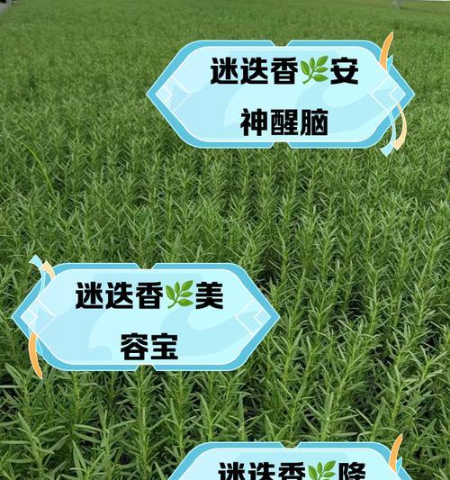 迷迭香养护的注意事项有哪些？