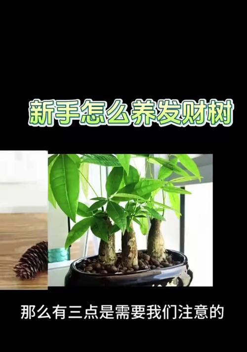 发财树保养需要注意什么？