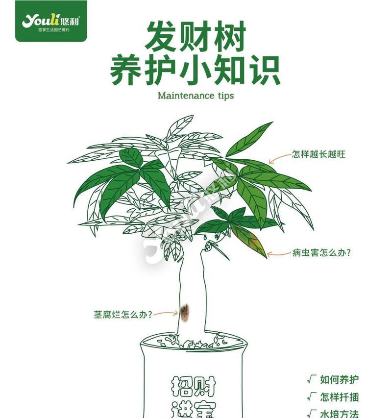 发财树保养需要注意什么？