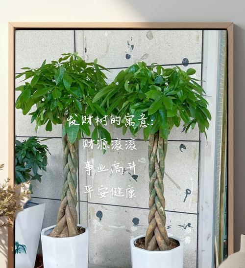 发财树保养需要注意什么？