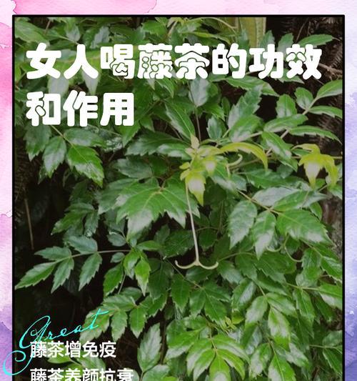 藤粉是什么？藤粉的用途和制作方法有哪些？