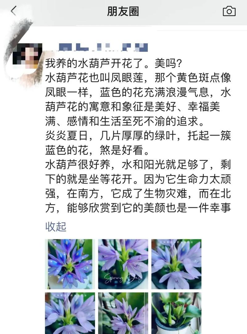 水葫芦繁殖的有效方法和步骤是什么？