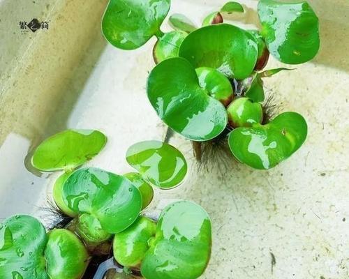 水葫芦繁殖的有效方法和步骤是什么？