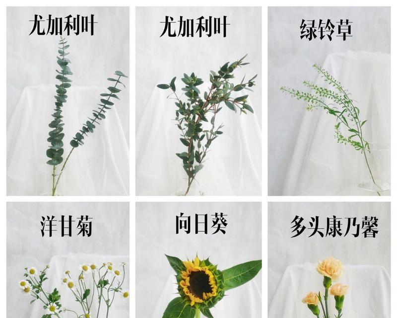 插花中常用的叶子有哪些？