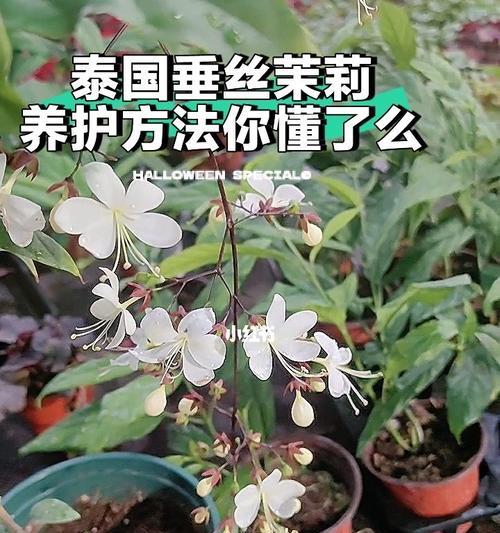 蓝茉莉的养殖方法和注意事项？