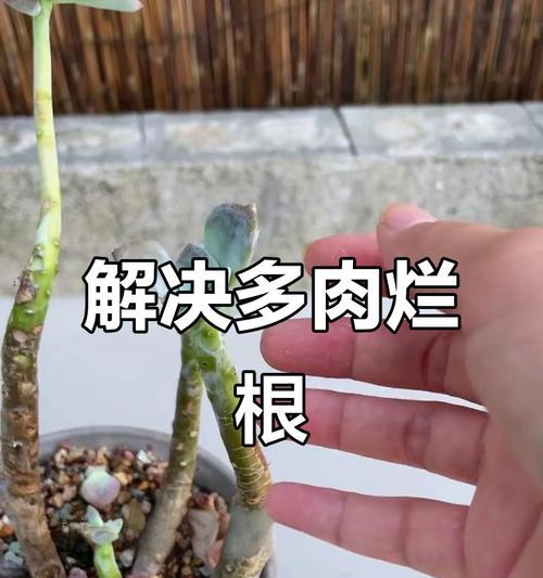 大花植物烂根了怎么办？如何进行根部护理？