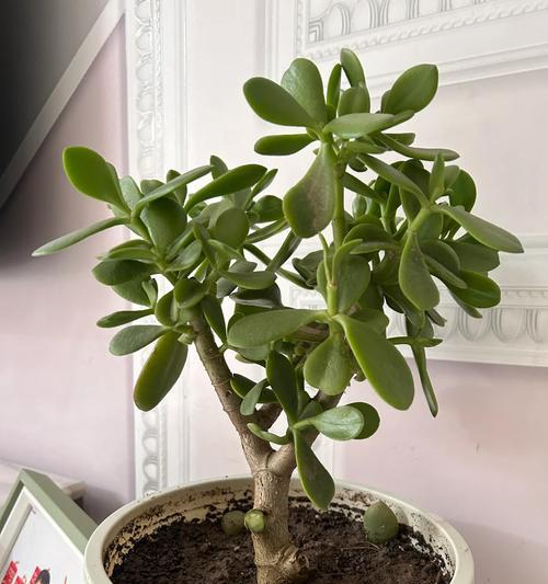 大花植物烂根了怎么办？如何进行根部护理？