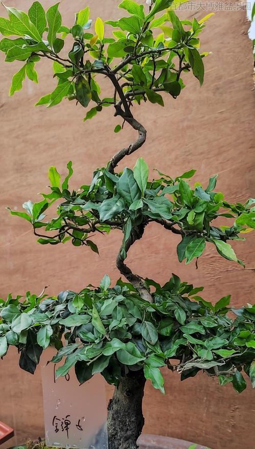 盆景的分类方法？如何识别不同类型的盆景？