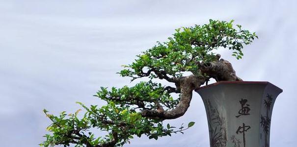 盆景的分类方法？如何识别不同类型的盆景？