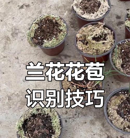 兰花品种繁多如何识别？