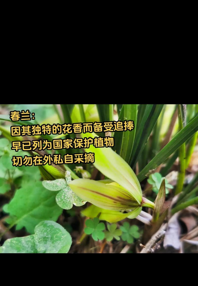 兰花品种繁多如何识别？