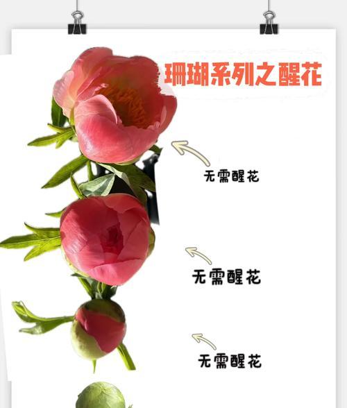 炮仗花珊瑚怎么繁殖？繁殖方法和注意事项是什么？