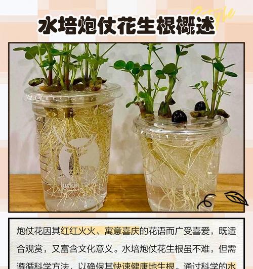 炮仗花珊瑚怎么繁殖？繁殖方法和注意事项是什么？