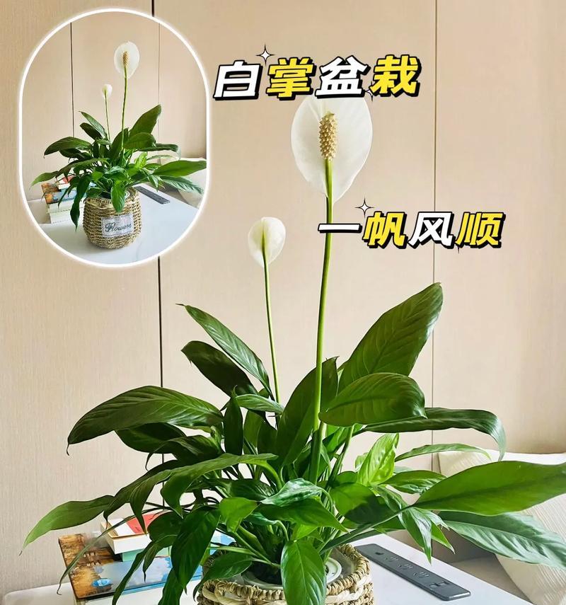 一帆风顺绿植的养殖要点是什么？如何处理常见问题？