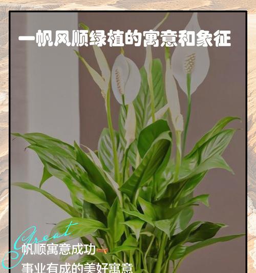 一帆风顺绿植的养殖要点是什么？如何处理常见问题？