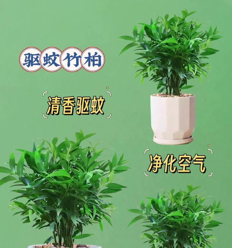 室内种植哪些植物可以驱蚊？驱蚊植物的摆放技巧是什么？
