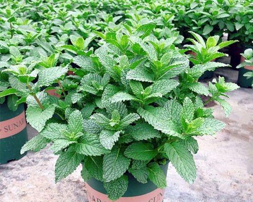 室内种植哪些植物可以驱蚊？驱蚊植物的摆放技巧是什么？