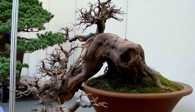 雀梅盆景修剪的方法和注意事项有哪些？
