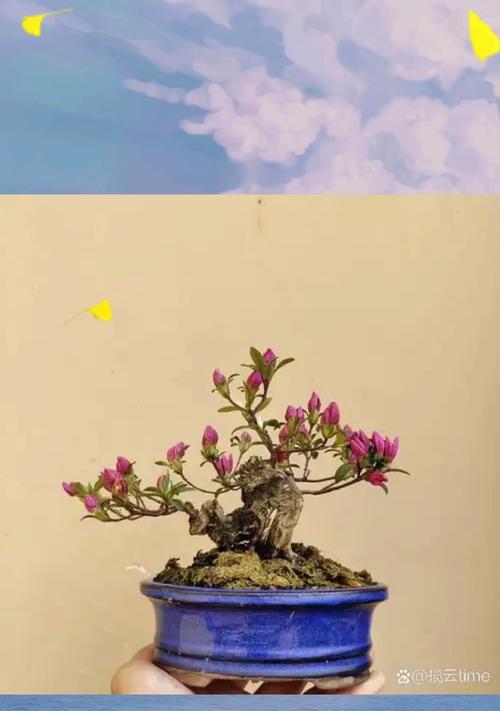 雀梅盆景修剪的方法和注意事项有哪些？