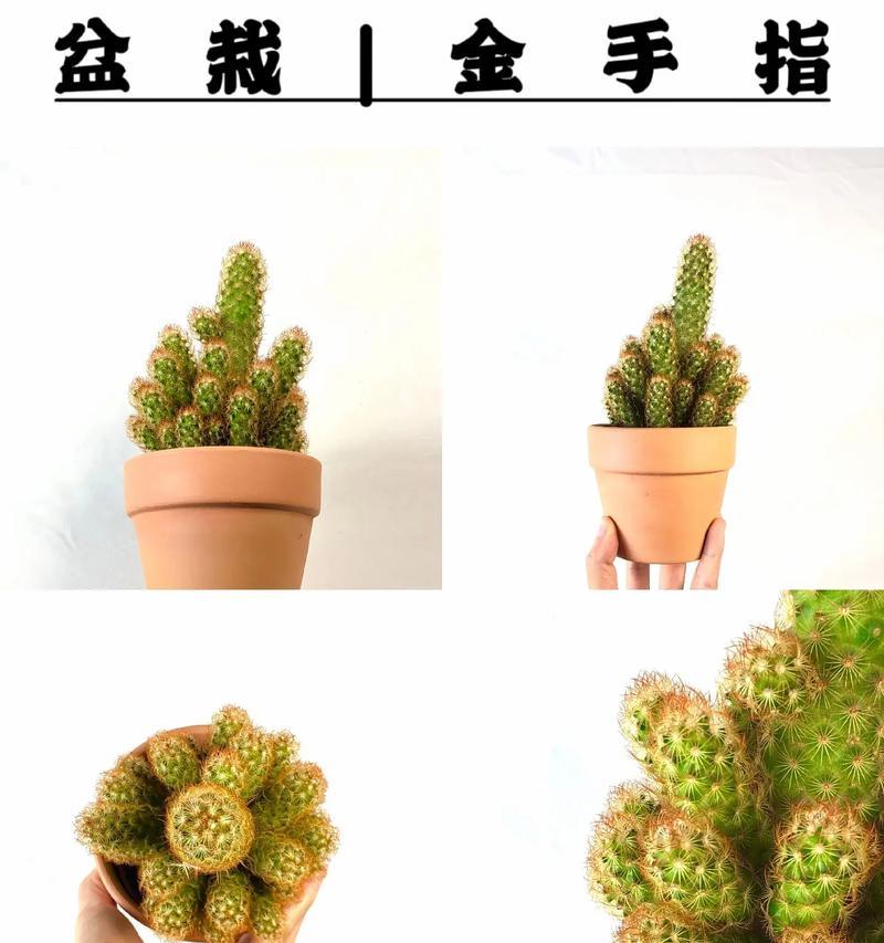 金手指开花的秘诀是什么？
