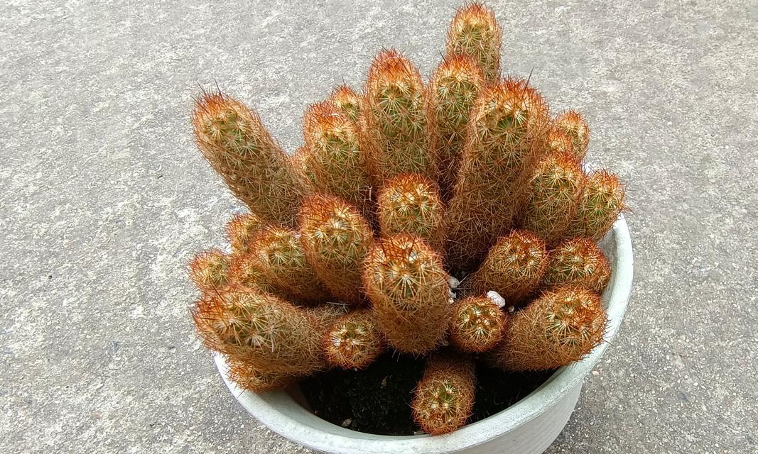 金手指开花的秘诀是什么？