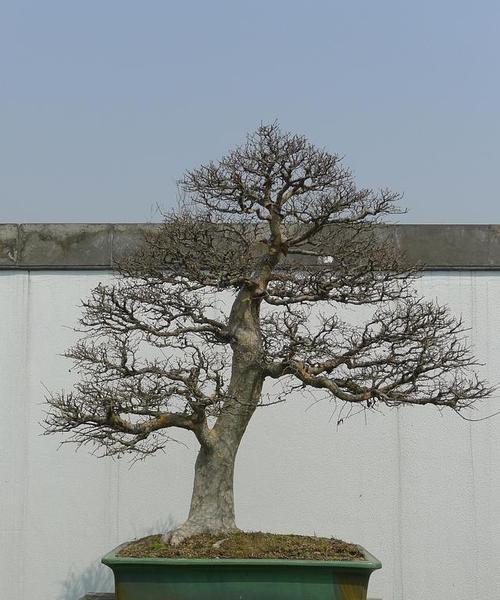 榔榆盆景养护要点是什么？