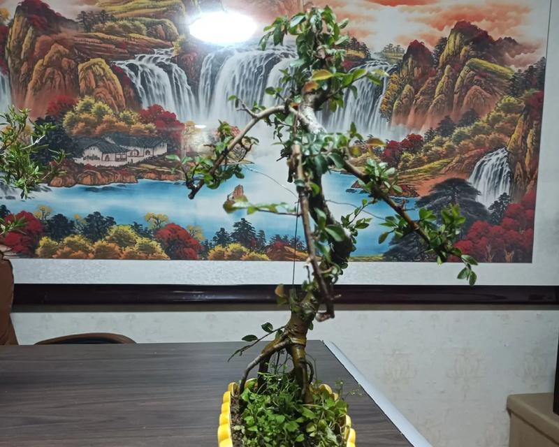 榔榆盆景养护要点是什么？