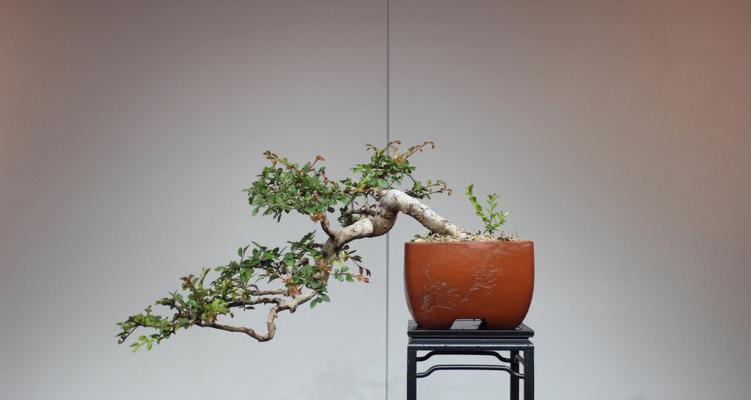 榔榆盆景养护要点是什么？