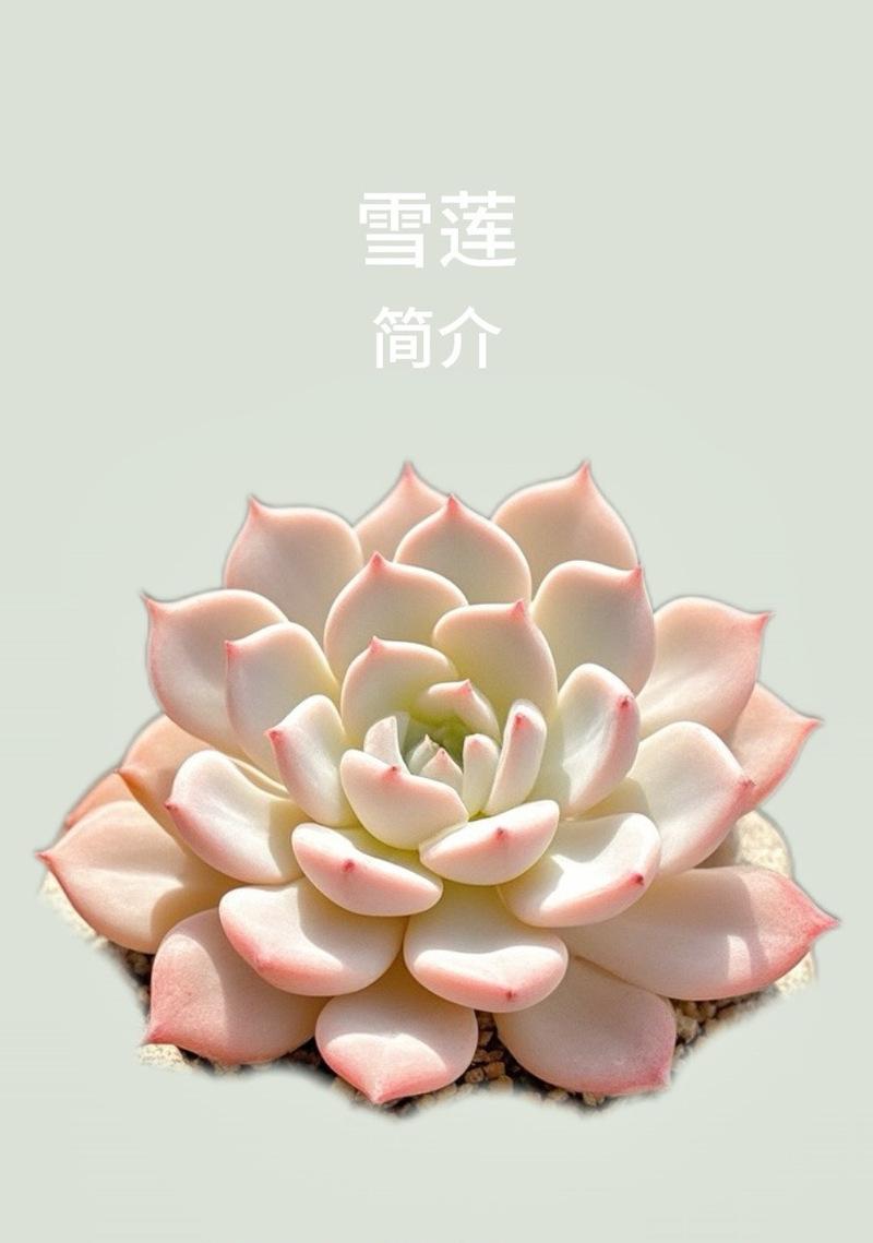 雪莲有哪些品种？如何选择适合的雪莲品种？
