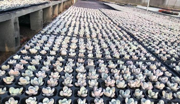 雪莲有哪些品种？如何选择适合的雪莲品种？