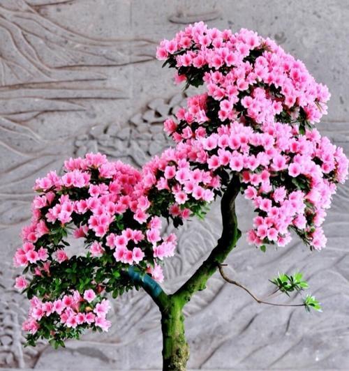 杜鹃花什么时候开花？杜鹃花的花期和养护方法是什么？