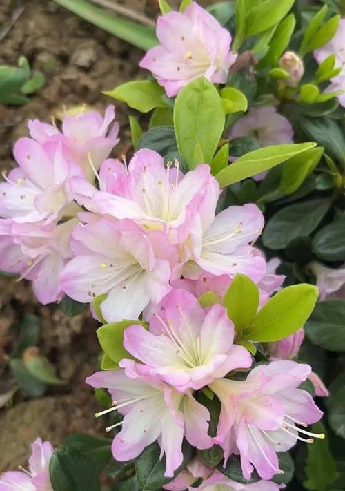 杜鹃花什么时候开花？杜鹃花的花期和养护方法是什么？