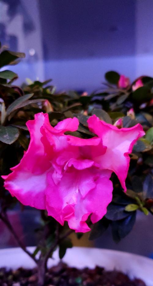 杜鹃花什么时候开花？杜鹃花的花期和养护方法是什么？