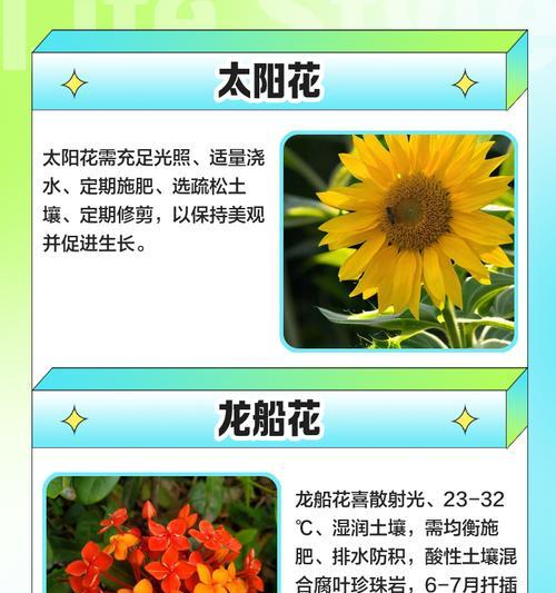 四季青花的养殖技巧和常见问题是什么？