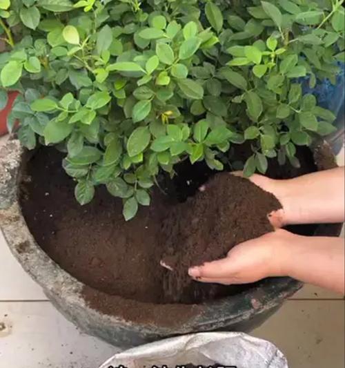 花卉生长通常需要施哪种肥料？