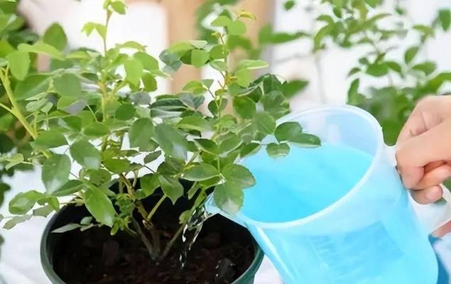 花卉生长通常需要施哪种肥料？