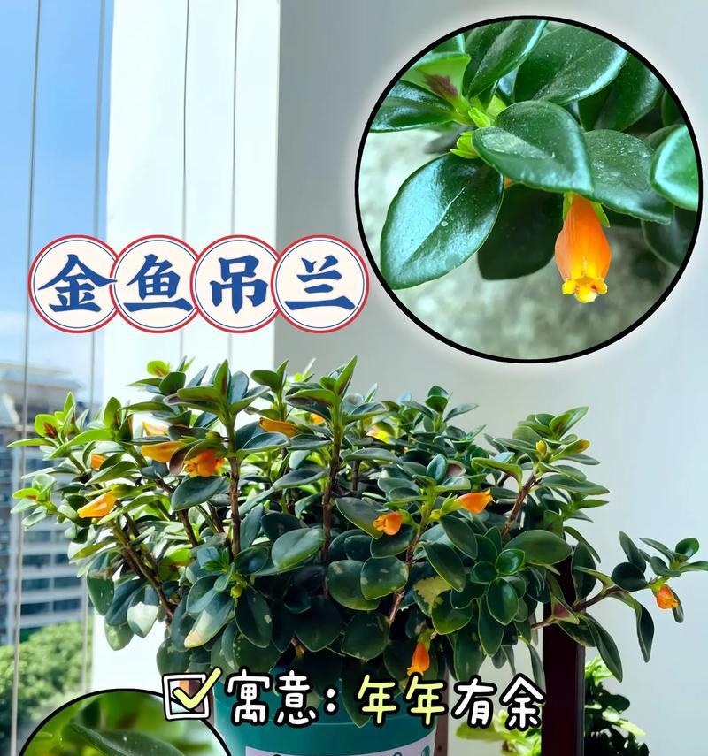 吊兰属于哪个植物科？