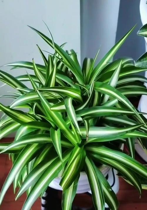 吊兰属于哪个植物科？