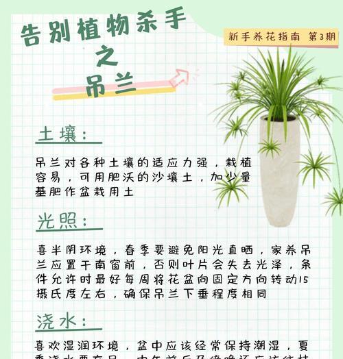 吊兰属于哪个植物科？
