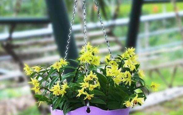 夏季家庭种植哪些花卉最合适？