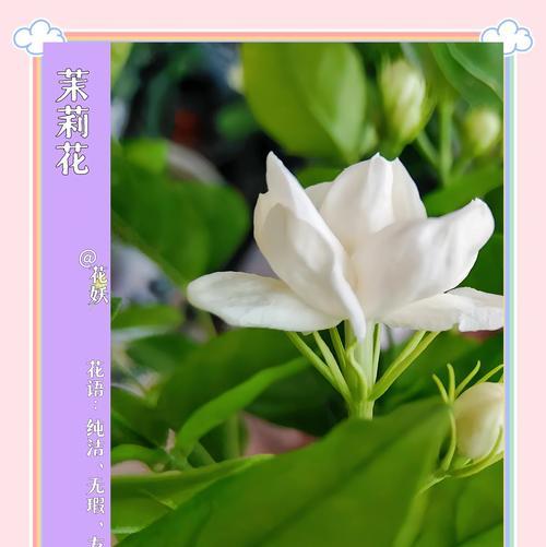 如何修剪茉莉花？茉莉花修剪的最佳时机和方法是什么？