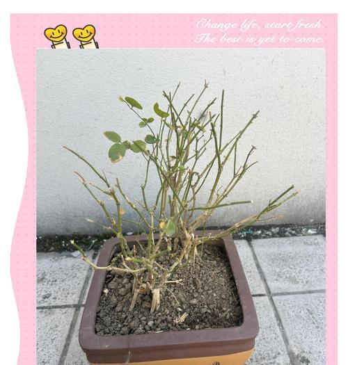 如何修剪茉莉花？茉莉花修剪的最佳时机和方法是什么？