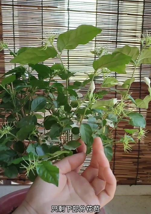 如何修剪茉莉花？茉莉花修剪的最佳时机和方法是什么？
