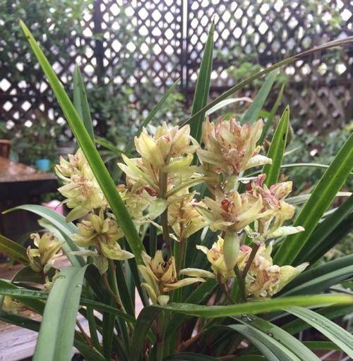 春兰蝶花品种有哪些？如何选择适合的春兰蝶花品种？